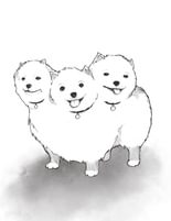 Cerberus
