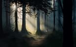 Enter the Woods