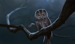 The Owl Watches