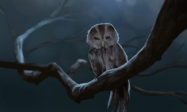 The Owl Watches