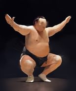 Sumo Study #1