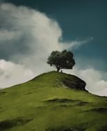 Tree on the Hill